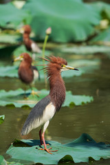 Chinese pond heron (Ardeola bacchus) on lotus leaves in pond