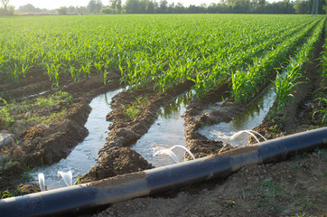lay-flat irrigation tube system for leveled-to-grade cornfield, Extremadura, Spain