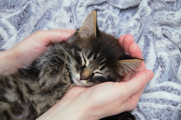 A little kitten is sleeping on a gray plaid in the hands of a Caucasian girl. Close-up.