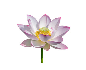 lotus on isolated white background.