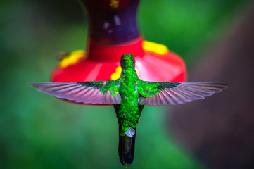 Obraz premium Colibris im Nationalpark in Monteverde, Costa Rica