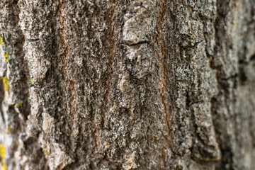 Wood texture