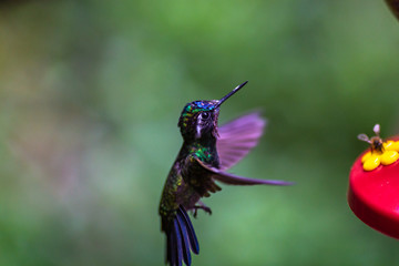 Colibris im Nationalpark in Monteverde, Costa Rica