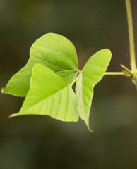 green leaves of a plant against a dark background