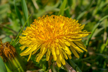 fresh blossom from summer season meadow