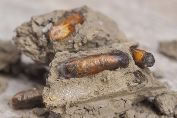 Soft Focus a pupates of Black Mud Dauber (Sceliphron caementarium) insect and mud wasp nest.