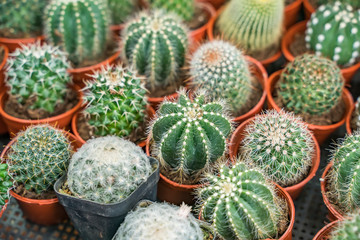 Obraz premium cactus close up