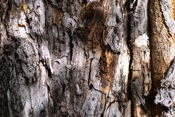 Wood texture