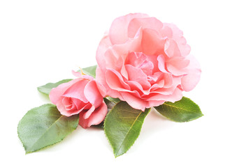 Beautiful pink roses.