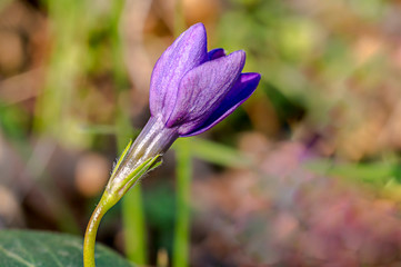 fresh blossom from summer season meadow
