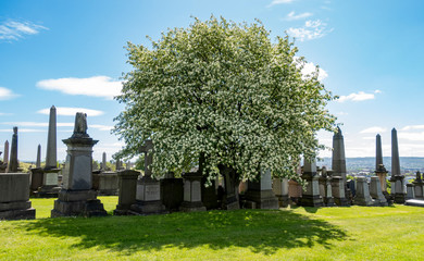  Tree in the cemetery