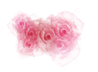 Abstract colorful rose flower blooming on watercolor illustration painting background.