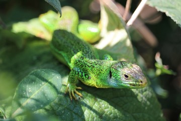Caméléon