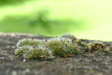 Silver moss grows on the stone surface with green blurred background. Moss closeup, macro.