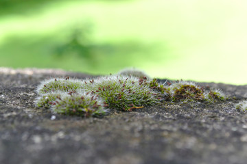 Silver moss grows on the stone surface with green blurred background. Moss closeup, macro.
