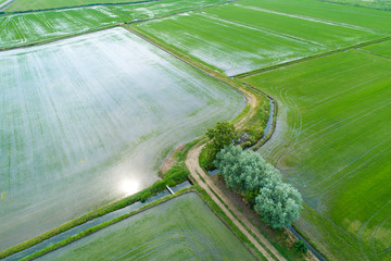 Flooded fields for rice cultivation seen from above - 273894680