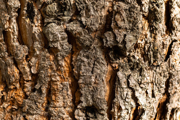 Wood texture