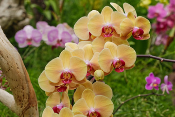 Orchidee Phalaenopsis