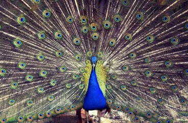 Obraz premium Askania-Novaya Biosphere Reserve (Kherson region, Ukraine), May 21, 2017. Peacock spread its tail.
