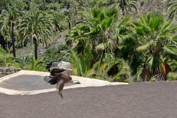Gänsegeier im Anflug