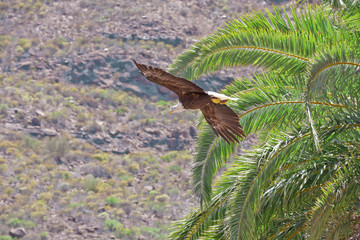 Weißkopfseeadler im Flug vor Palmen