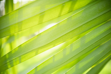 Closeup nature view of green palm leaf and blurred in garden under sunlight using as background natural green plants landscape, ecology, fresh wallpaper concept