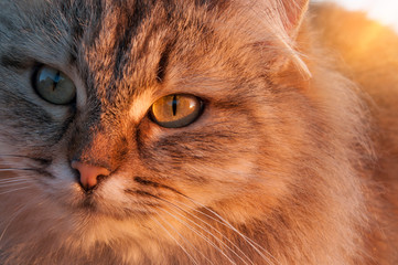 grey long-haired furry cat looking straight at the blue sky