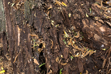Wood texture
