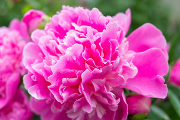terry pink Peony,flowers pink Peony suffruticosa pink in the garden bloomed