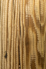 Fototapeta premium Wood texture