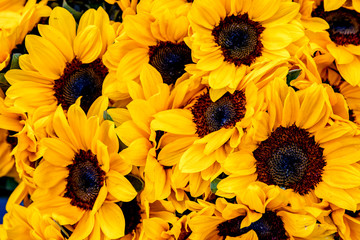 Sunflower bunch