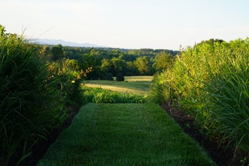 Obraz premium Grass Garden Pathway with Bushes