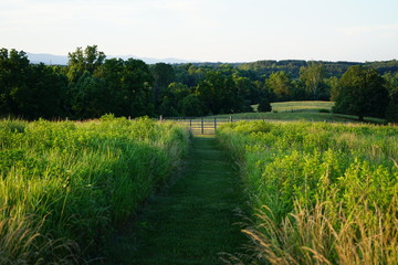 Obraz premium Grass Garden Pathway with Bushes