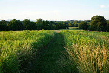 Obraz premium Garden Path of Grass and Low Brush on a Farm