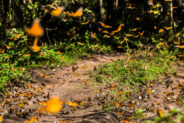 Monarchs Falter Wanderung in Mexiko