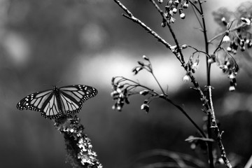Monarchs Falter Wanderung in Mexiko