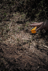 Monarchs Falter Wanderung in Mexiko