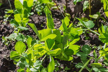 Beautiful small wet green seedling sweet peas plants with water drops in the brown soil after rain