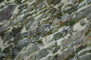 Schwalben an Bruchsteinwand