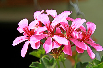 Blumenortrait