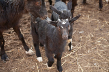 Kids on the farm. Farm with animals. Cute little goat. Beauty of animals. Farm animals.