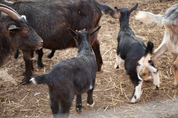 Kids on the farm. Farm with animals. Cute little goat. Beauty of animals. Farm animals.