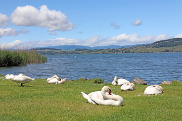 Schw&auml;ne am Murtensee, Schweiz