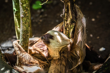 Sloth Sanctuary of Costa Rica © Haider