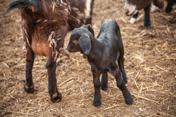 Kids on the farm. Farm with animals. Cute little goat. Beauty of animals. Farm animals.
