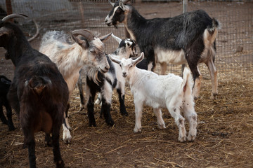 Kids on the farm. Farm with animals. Cute little goat. Beauty of animals. Farm animals.