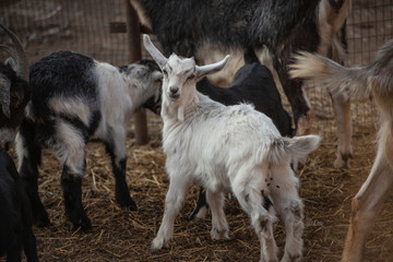 Kids on the farm. Farm with animals. Cute little goat. Beauty of animals. Farm animals.