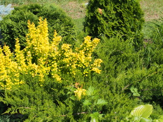 Composition of coniferous and deciduous plants. The design of the garden. Landscape design.