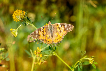 Butterfly sitting on a flower