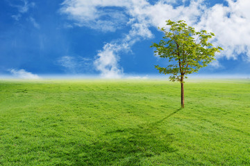 Fototapeta na wymiar Landscape of tree and grass with blue sky background 